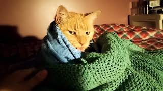 Cat Wrapped in Blankets Part 1