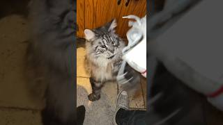 Never Expose Your Laces #animals #pets #shorts #catvideo