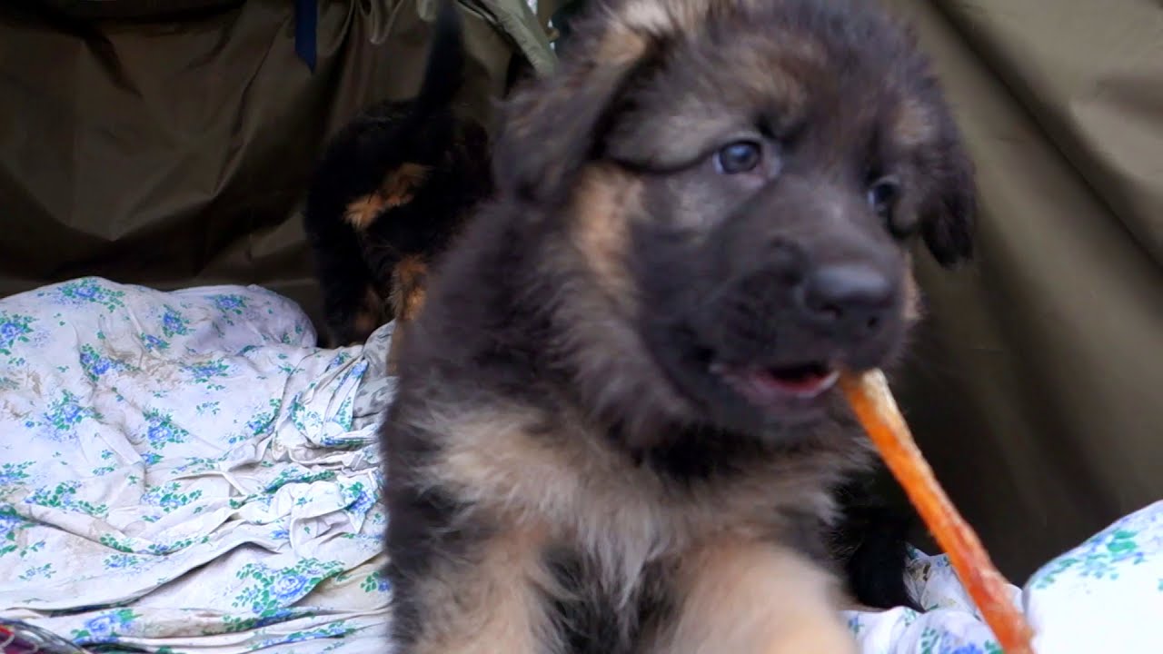 Староконный базар ( Собачий рынок) Одесса 2018. Dog market. Odessa
