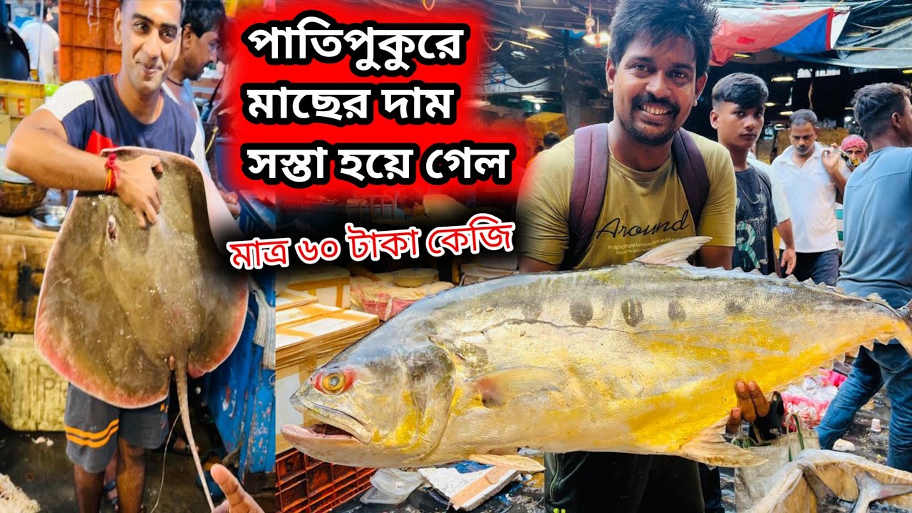 patipukur kolkata chipest fish market || পাতিপুকুরে মাছের দাম খুব কোমে গেল #fishmarket 