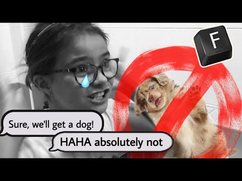 Video: Cómo Hacer Que Mamá Compre Un Perro