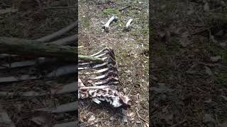 Padnięty żubr 🦬🦬🦬 #przyroda #zwierzaki #las #hunting #nature #żubr #bison