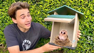 BABY OWLS GET A NEW HOME ! WILL THEY LIKE IT ?!