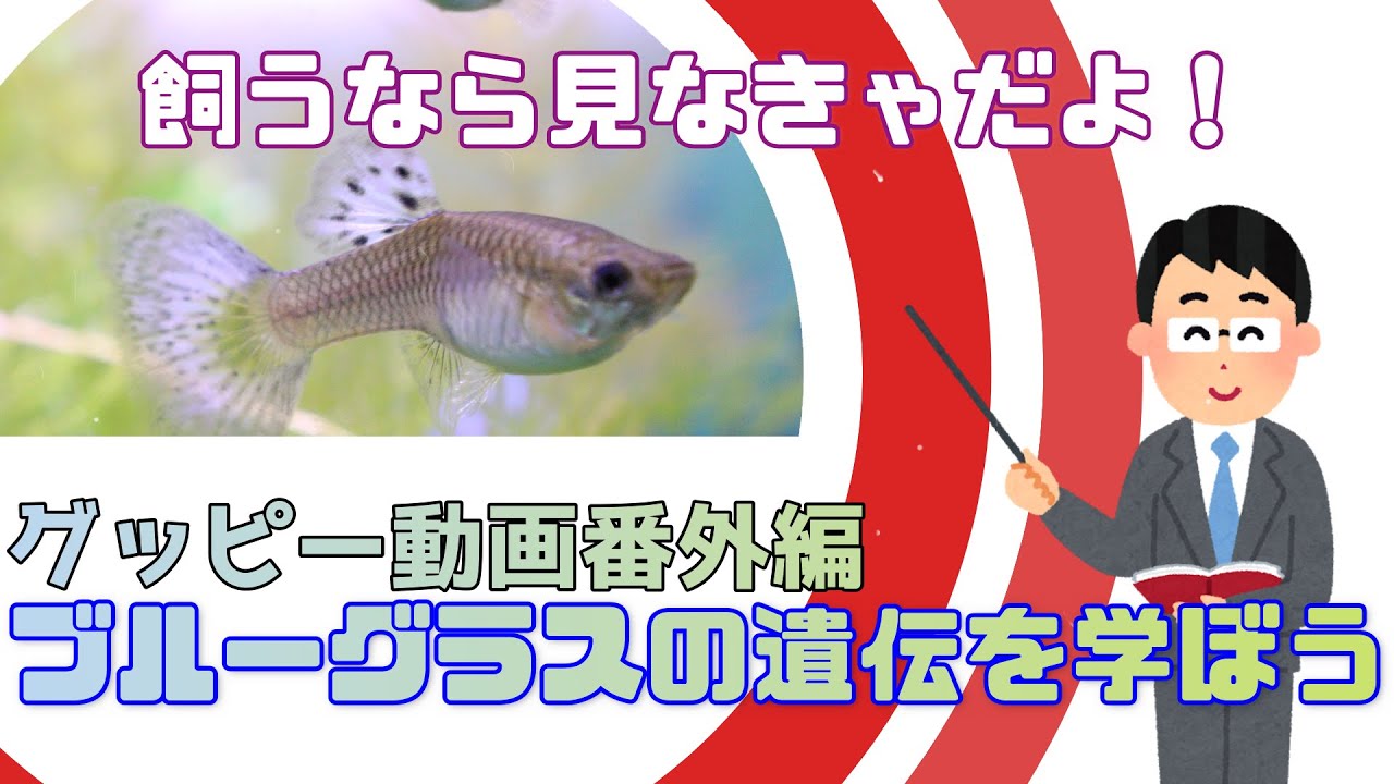 ブルーグラスを飼うと決めたらまず知るべき遺伝のお話 稚魚誕生を待ってる方も Youtube