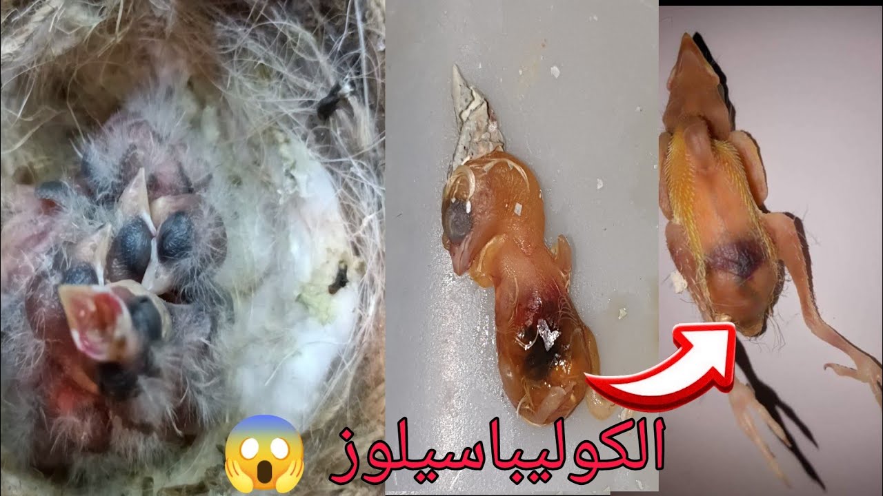 سبب موت الفراخ في الأسبوع الأول و مرض الكوليباسيلوز