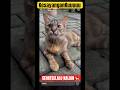 Kucing Cat cHat #catvideos #cat #remix #painting #art #army #love #song #kitten #cute #life