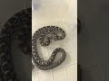 INSANE SNAKE STRIKE!!  #SHORTS  AnimalBytesTV