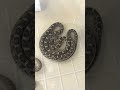 INSANE SNAKE STRIKE!!  #SHORTS  AnimalBytesTV