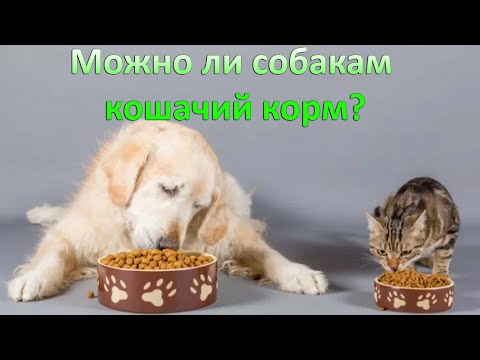 здоровье пищеварительной системы у собак и кошек