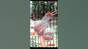 Prenjak gacor #birds #burung #prenjak #prenjakgacor #tweet #suaraburung #suaraprenjak #2023 #burung