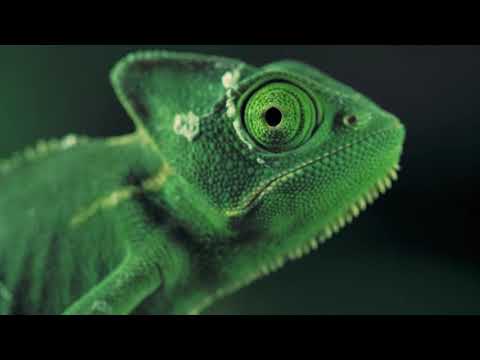 Official Music-Video: Exotic Animals in an Ambient Mix of Audio-Visual Adventure