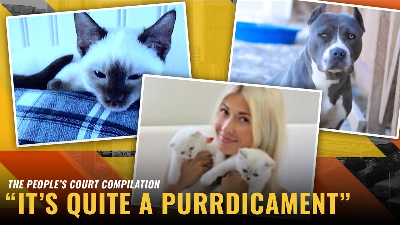 It’s Quite a Purrdicament | The People's Court