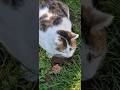 STREET CATS-Mačke lagano jedu-Šarenka razmišlja .!!!              Dejan Čupa Art