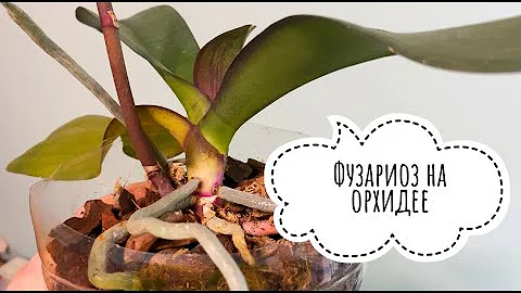 Фузариоз на орхидее фаленопсис. Как его определить.