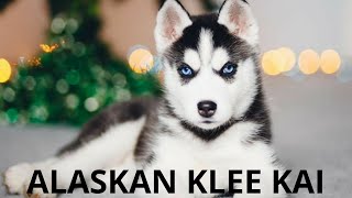 ALASKAN KLEE KAI-അലാസ്കൻ ക്ലീൻ കൈയെക്കുറിച്ച് അറിയുക by PETAGREEN KERALA 240 views 3 years ago 4 minutes, 53 seconds