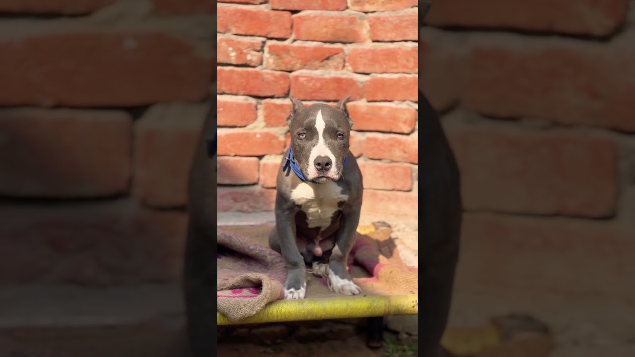 Top Quality American Bully Male 💪 | 5 Month Puppy For Sale | @Petzz_world 