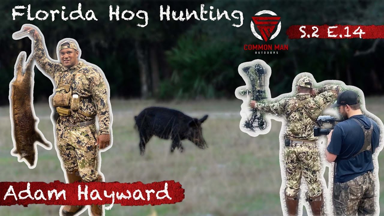 Bow hunting Florida hogs! YouTube