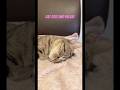 #cat #katze #cute #animals #beautiful #pets #haustiere #youtubeshorts #reels #shorts #viral