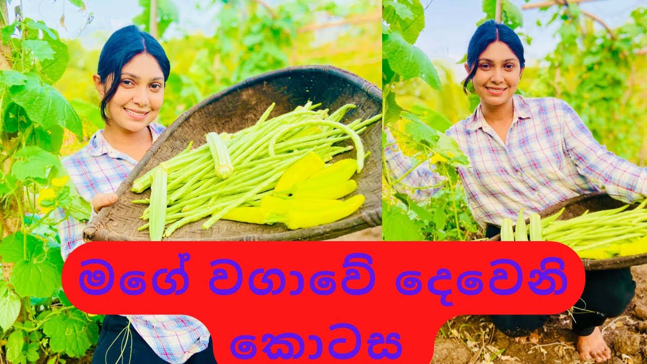 Challenge එකක් දාමුද..? කොහෙ හිටියත් ඔයාගේ ගෙදර වගාව බලන්න මම එනව..🙈