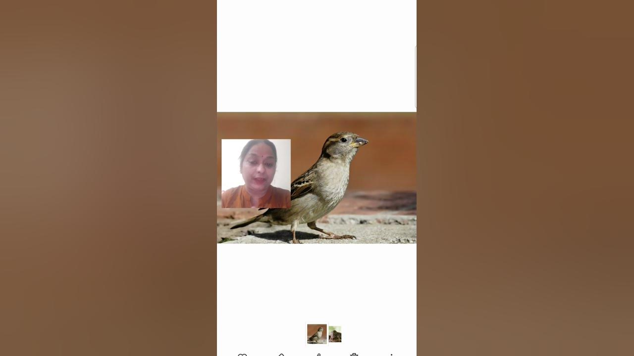 Birds Have Hollow Bones Filled With Air YouTube birds-have-hollow-bones-filled-with-air-youtube