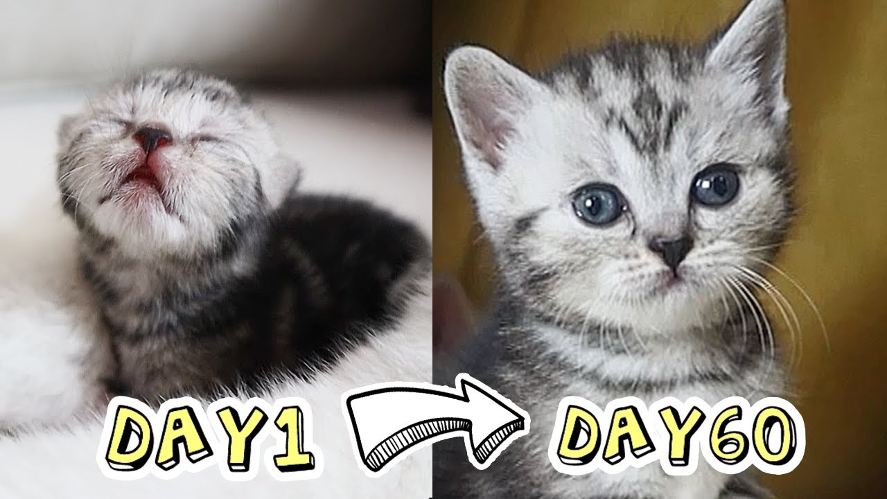 แมว ตัว เล็ก  2022 New  วิวัฒนาการแมวเด็กภายใน 60 วัน Kitten Grow Complete Different in 60 Days | ติดเต๋า