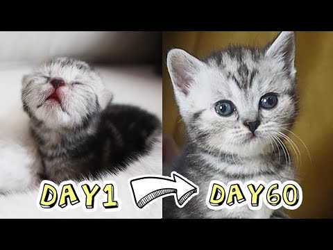 วิวัฒนาการแมวเด็กภายใน 60 วัน Kitten Grow Complete Different in 60 Days | ติดเต๋า