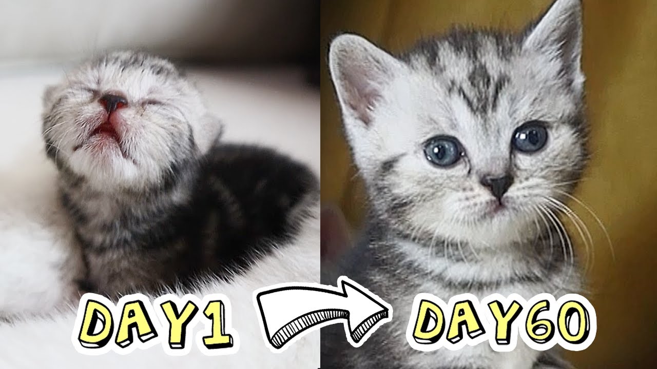 วิวัฒนาการแมวเด็กภายใน 60 วัน Kitten Grow Complete Different in 60 Days | ติดเต๋า