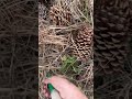Dumping pine needles at back of the house got a gofundme!! #countrymusic #yardwork
