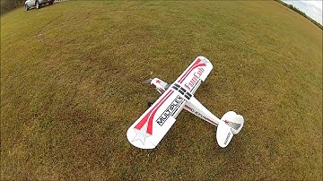 Flap Play with Fun Cub High Wind Flying Crazy Funny in the Wind