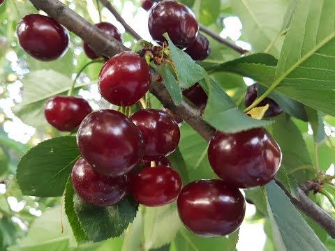 Видео: Cherry Shpanka: описание и характеристики на сорта, предимства и недостатъци, функции за засаждане и грижи + снимки и отзиви