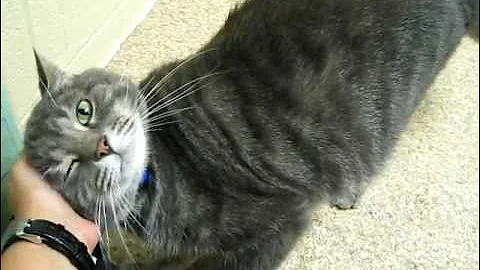 Watch the video about Beautiful Blue Tabby Evo promises to make you Happy For-Evo After