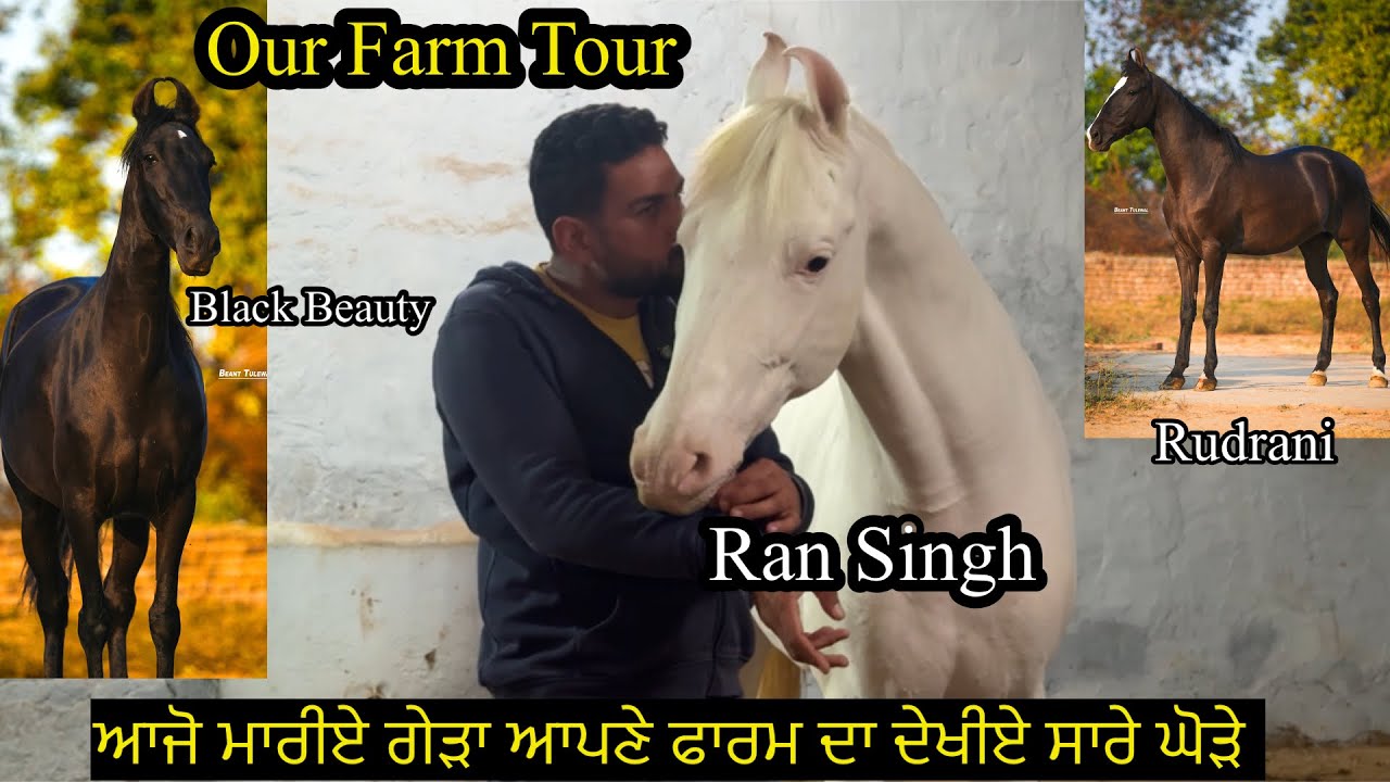 Our Farm Tour ਆਜੋ ਮਾਰੀਏ ਗੇੜਾ ਆਪਣੇ ਫਾਰਮ ਦਾ ਦੇਖੀਏ ਸਾਰੇ ਘੋੜੇ #beanttulewal  