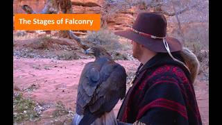 The Stages of Falconry