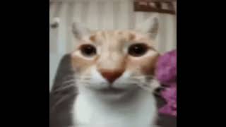 cat stares at you with spongebob music playing in the background for 3 minutes and 13 seconds