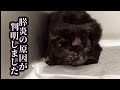 保護した子猫のお尻から出てきた物に驚愕しました
