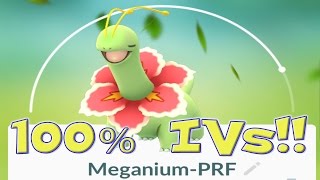 100% IV Chikorita Caught In A Nest! Meganium Full Evolution Chain! 100% IV Chikorita Caught In A Nest! Meganium Full Evolution Chain!