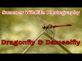 Summer wildlife photography in the UK dragonfly and damselfly