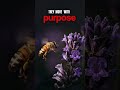Bees Never Search for Honey | The Power of Brand Visibility with X9 Display Ads