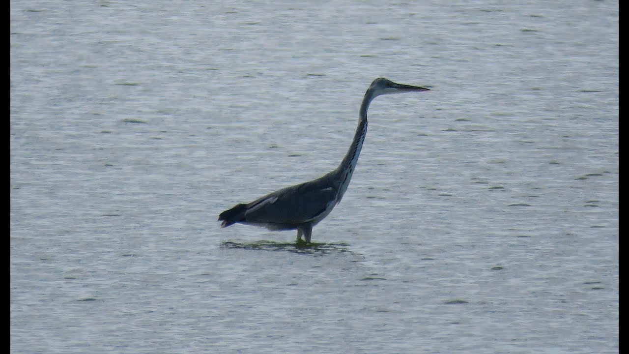 Aves en el Delta del Tordera