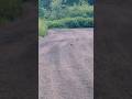 Why did the Virginia Rail cross the road? #birds #nature