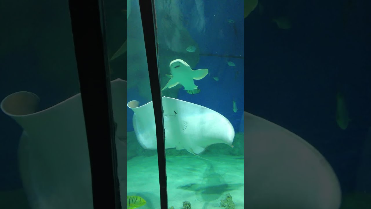 Москвариум. ВДНХ \\ Moskvarium. VDNH. - YouTube