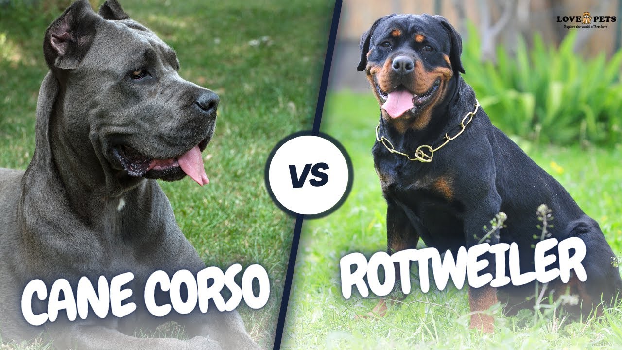 Cane Corso vs Rottweiler A Comprehensive Comparison Guide YouTube