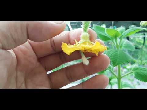 Video: Dưa chuột thụ phấn bằng tay: Mẹo để cây dưa chuột thụ phấn
