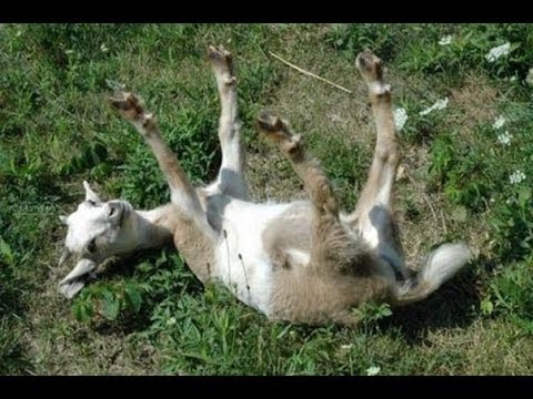 shocking-fainting-goats-news-report---funny-goat-compilation-of-screaming-goat-by-funniest-animals