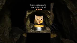 Mac And Cheese Cat