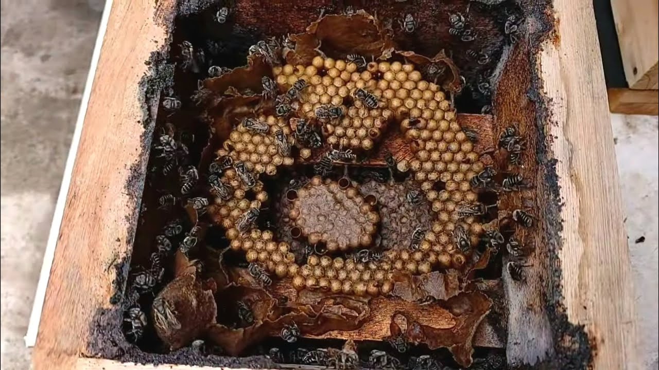 O MELHOR MÉTODO para REVISÃO de CAIXAS de ABELHAS! (SUCESSO GARANTIDO, DICAS QUENTES!)