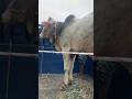 This sick, ash-gray bull was brought to the market and is being bought and taken away by a butcher.