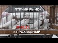 07.03.21. Птичий рынок г. Прохладный. 07.03.21. Bird market in Cool.