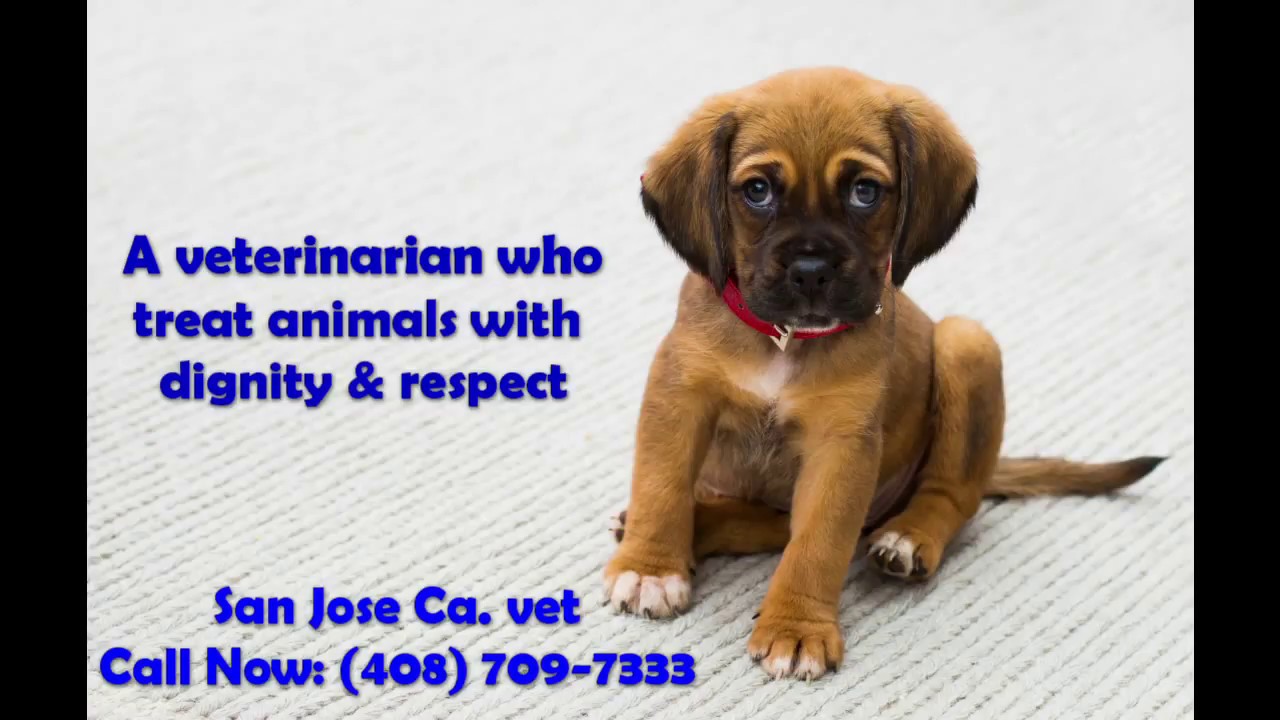 Veterinarian in San Jose Ca. Call now (408) 7097333 YouTube