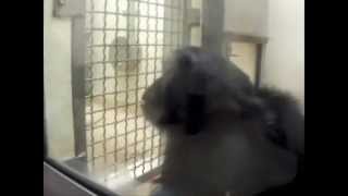 Chimpanzees play the ultimatum game screenshot 4